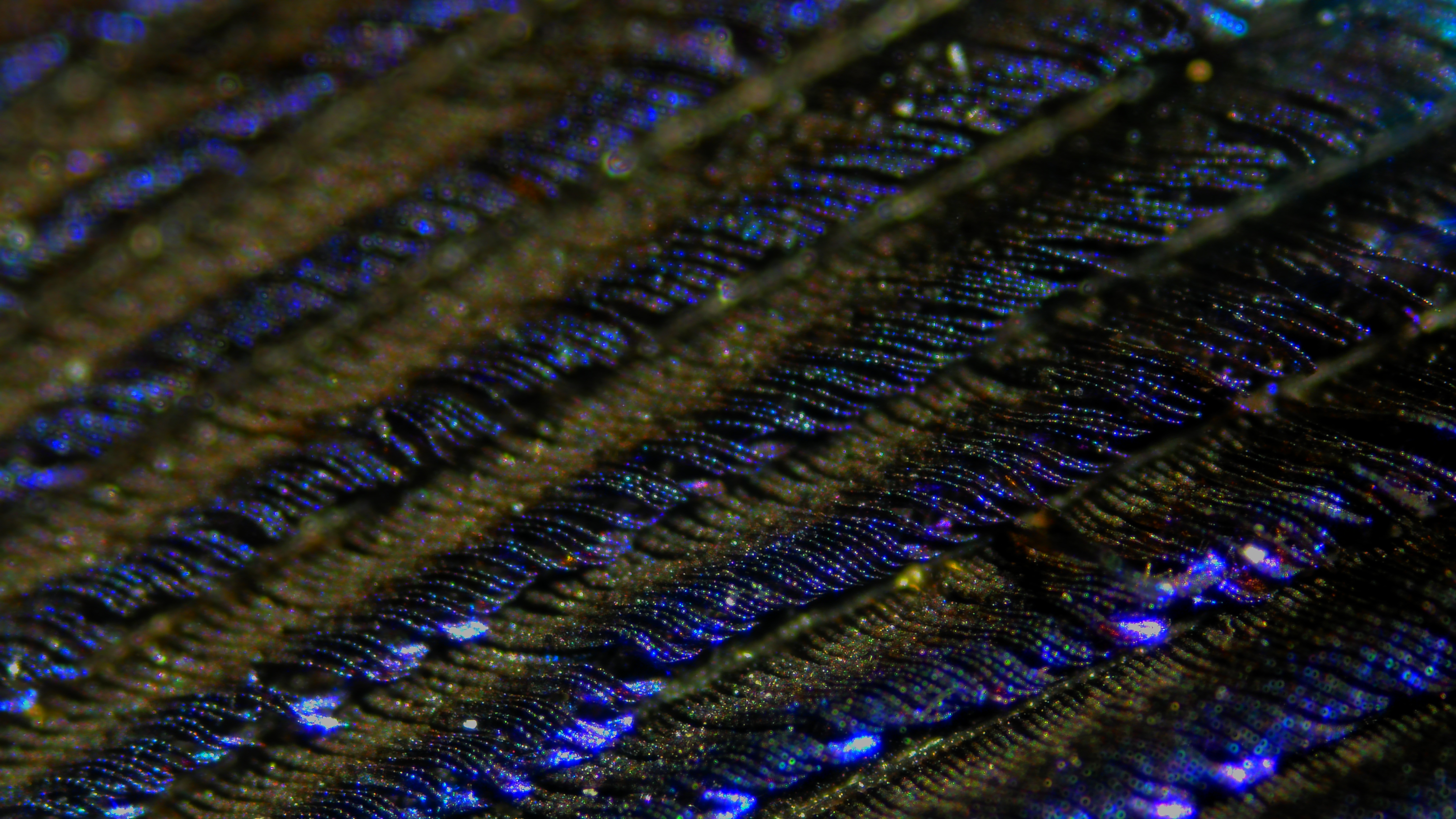 Front of Peacock Feather