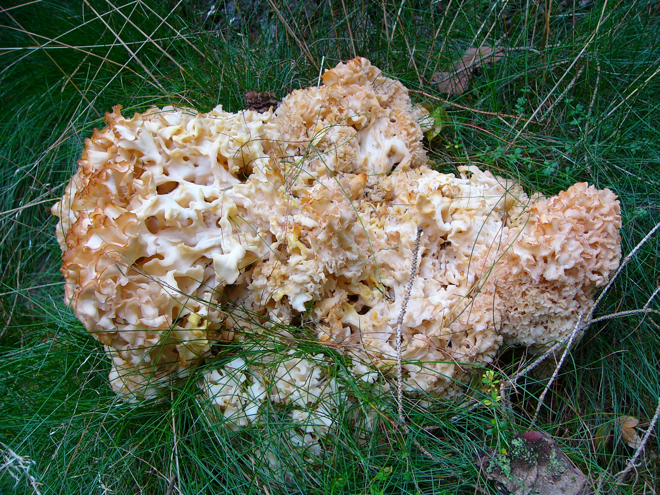 Cauliflower Fungus