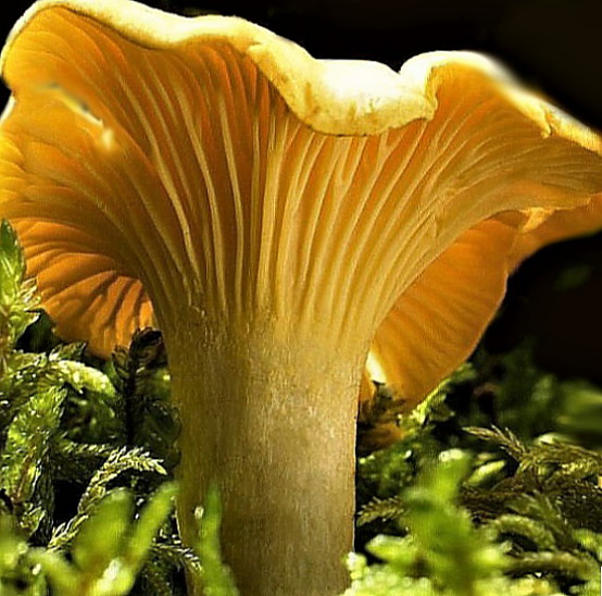 Chanterelle