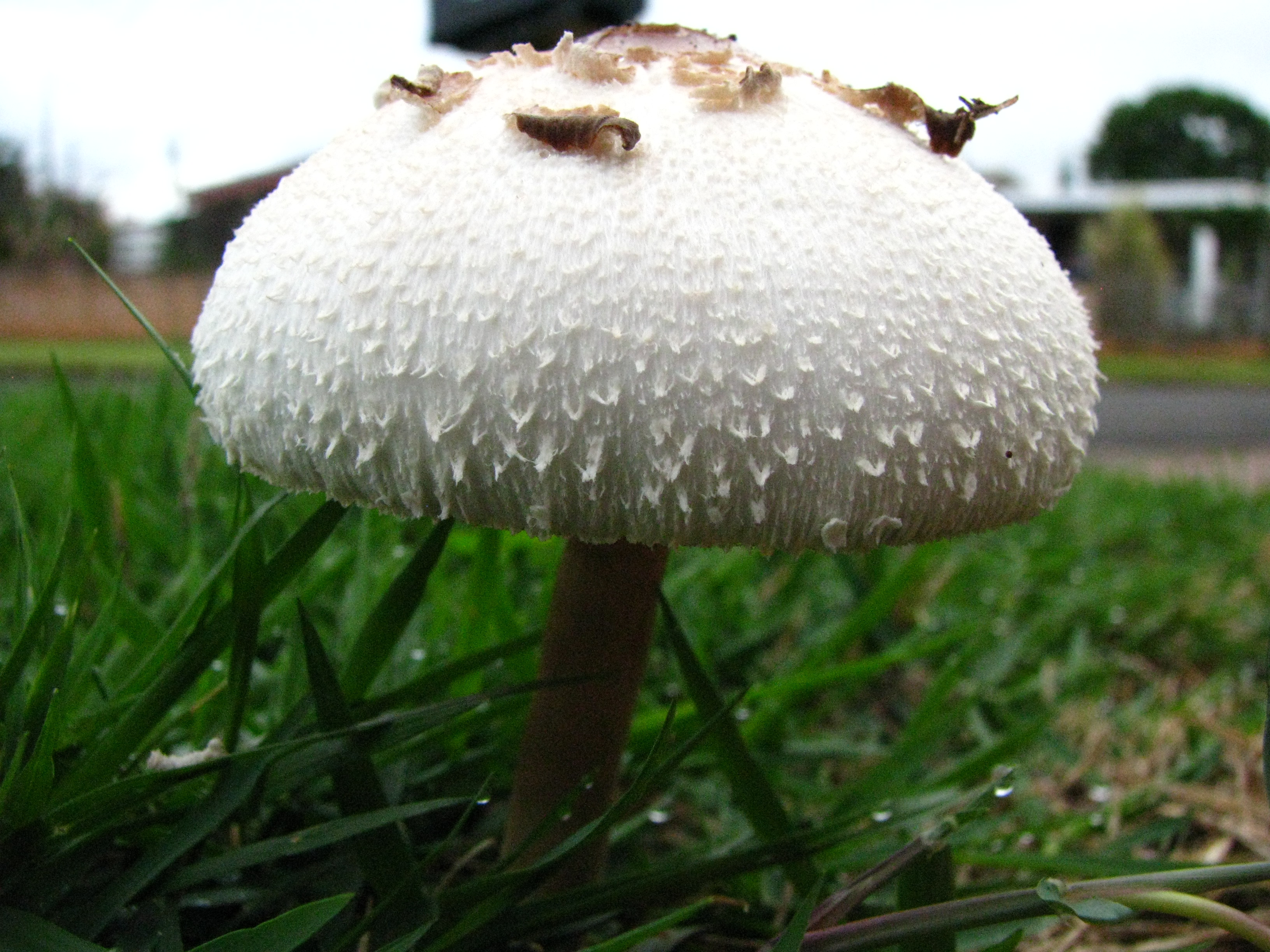 Green-Spored Parasol