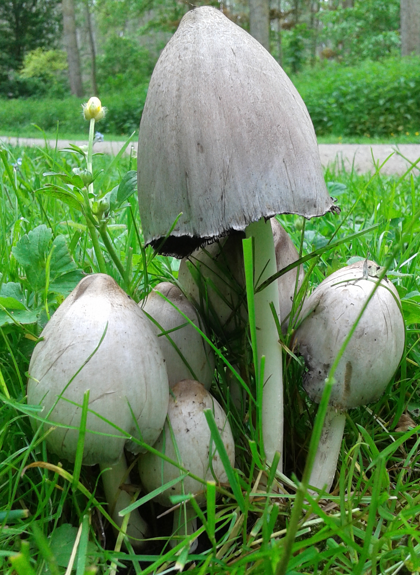 Inky Cap