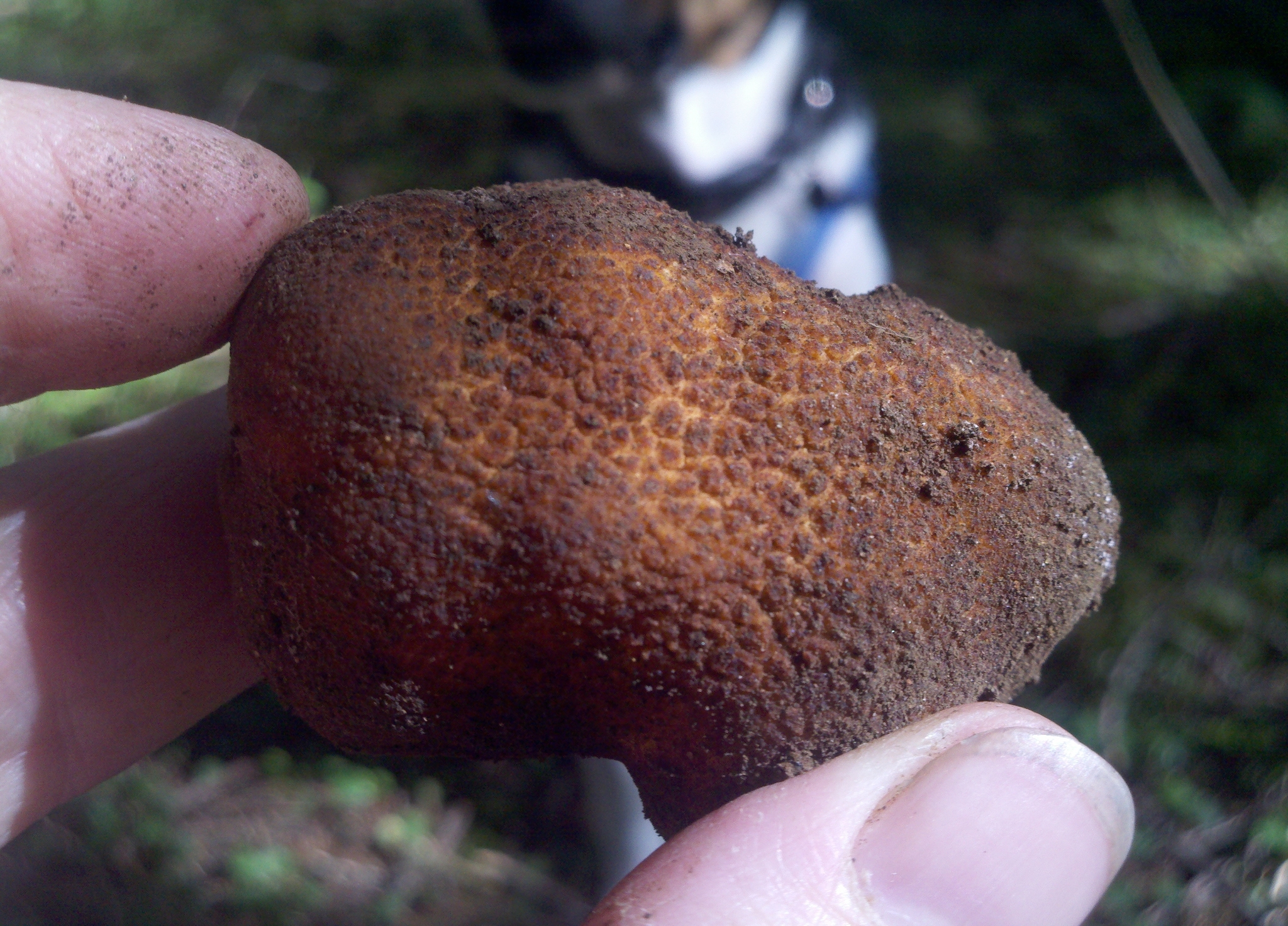 Oregon Brown Truffle