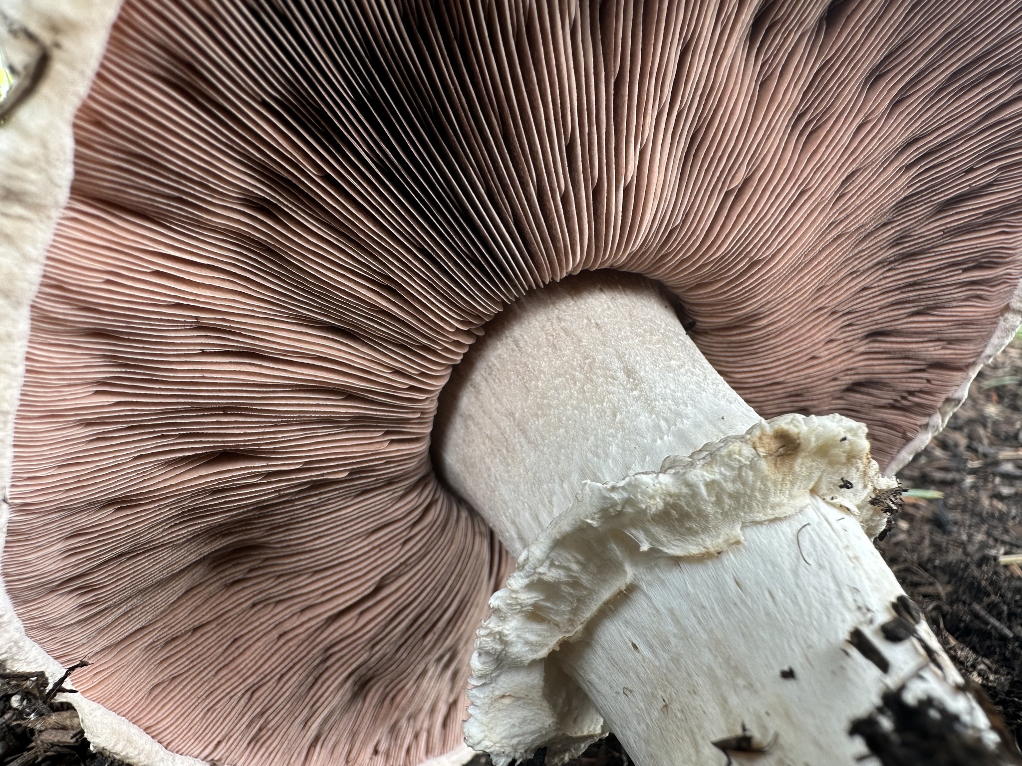 Portobello Mushroom