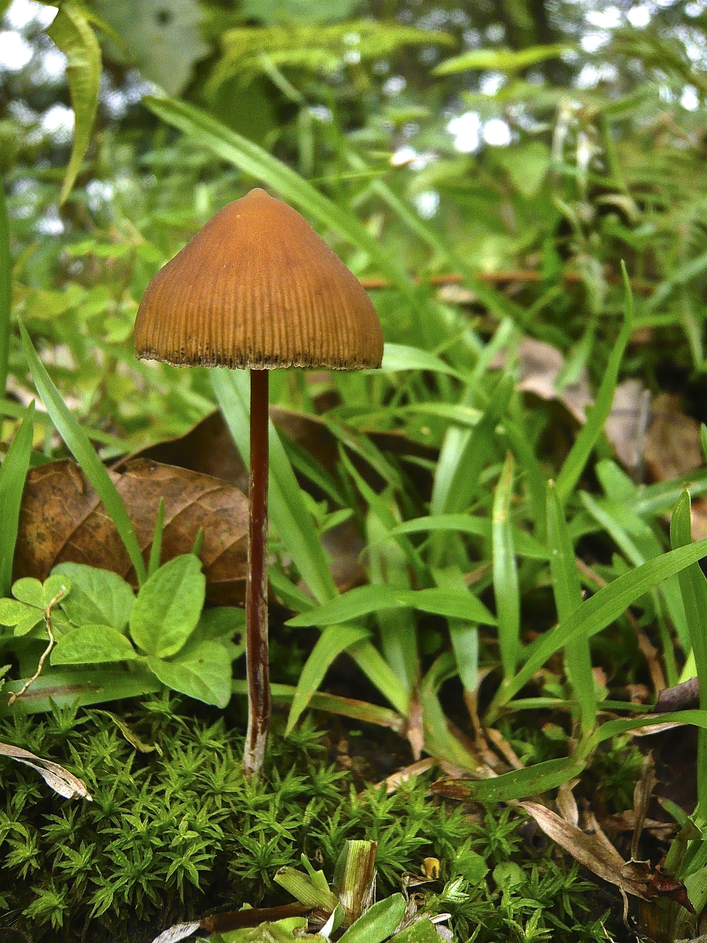Psilocybe Mexicana