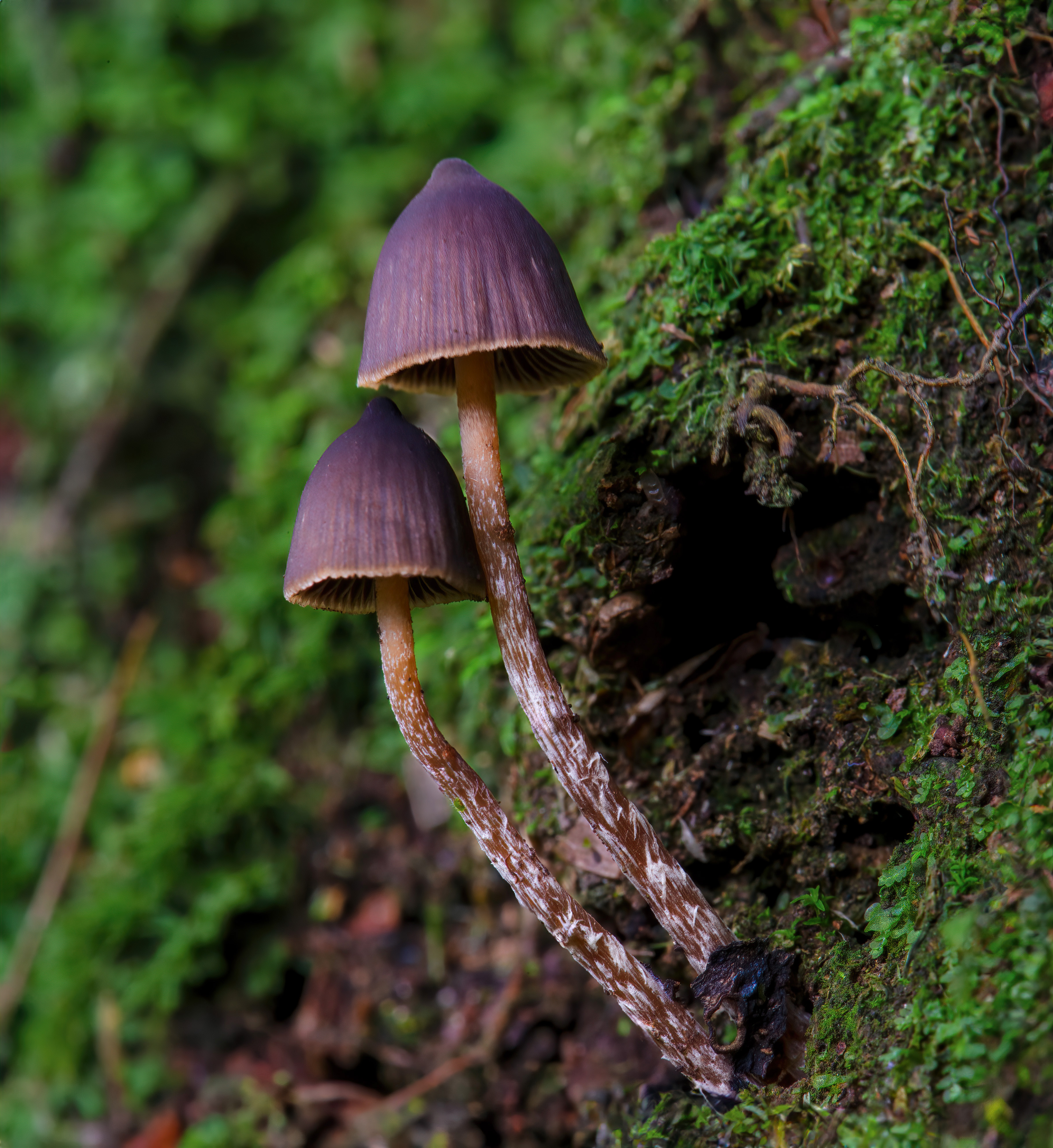 Psilocybe Neoxalapensis