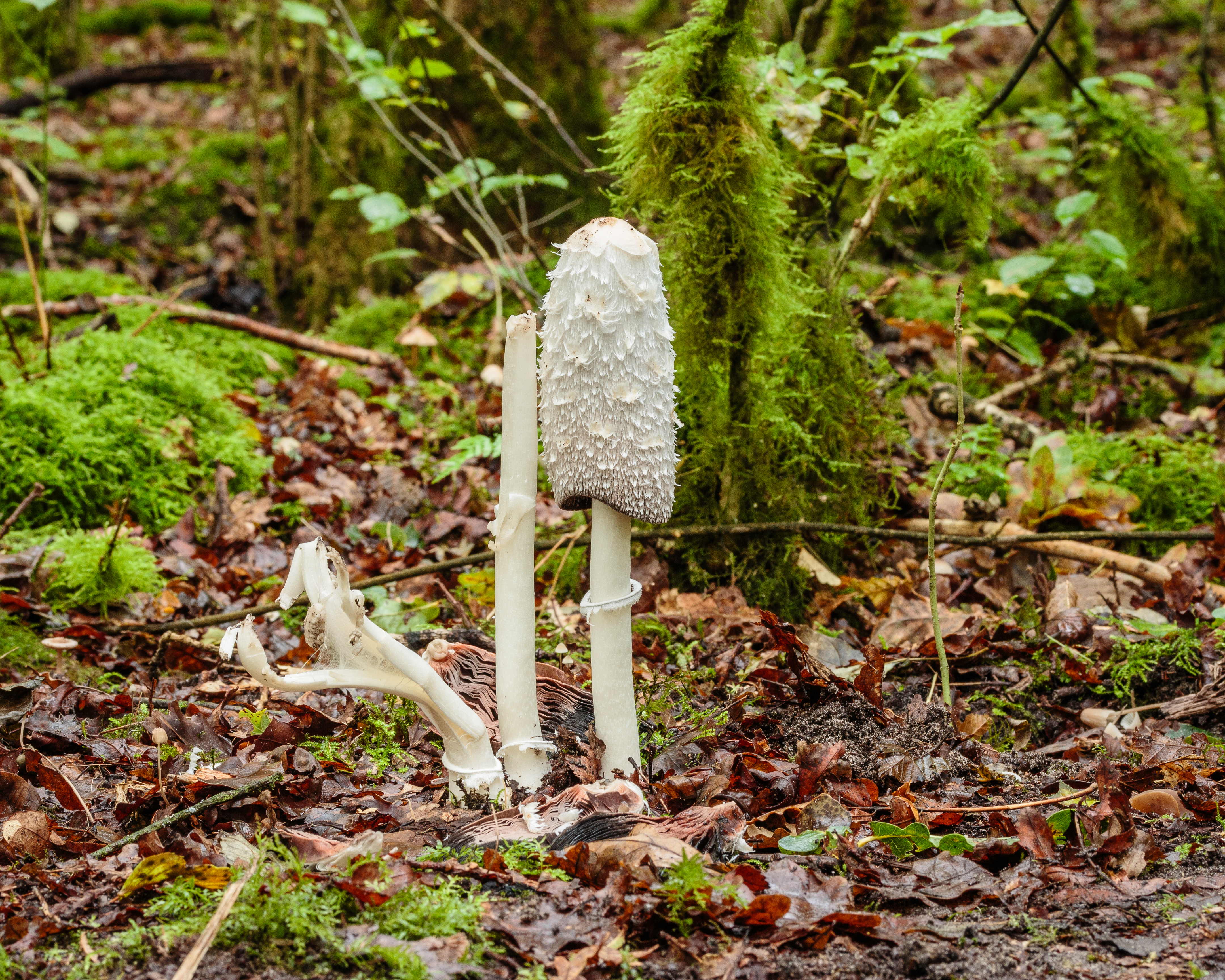 Shaggy Ink Cap