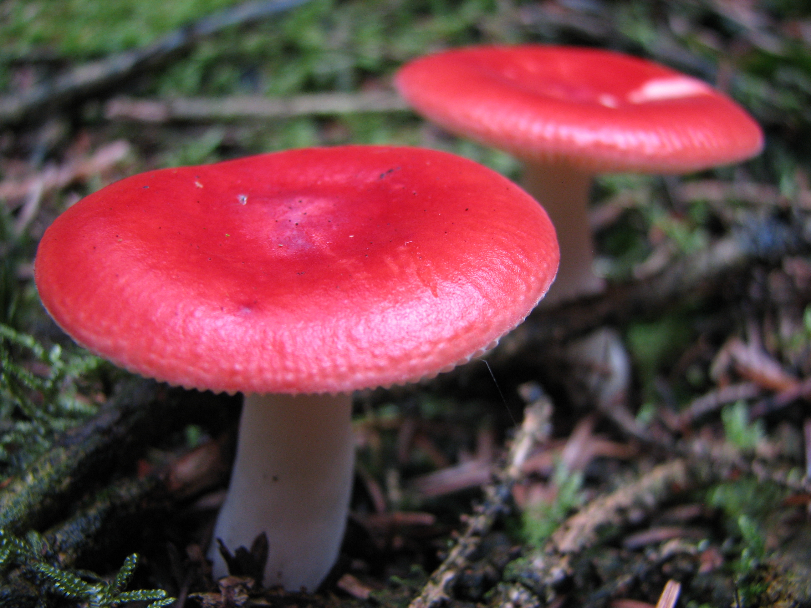 Vomiting Russula